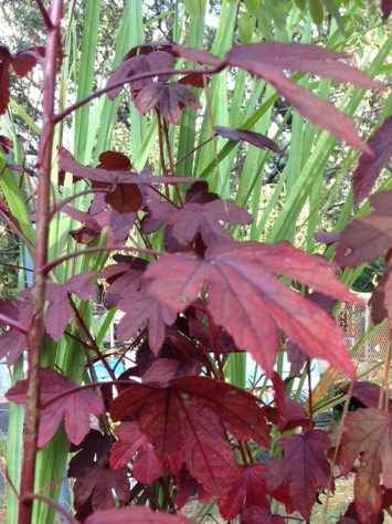 Cranberry Hibiscus